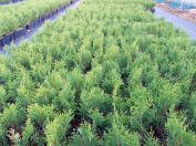 plantor av prydnadsträd och buskar Thuja Smaragd Thuja Brabant Polen