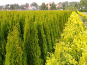 frøplanter av dekorative trær og busker arborvitae Emerald Brabant Polen